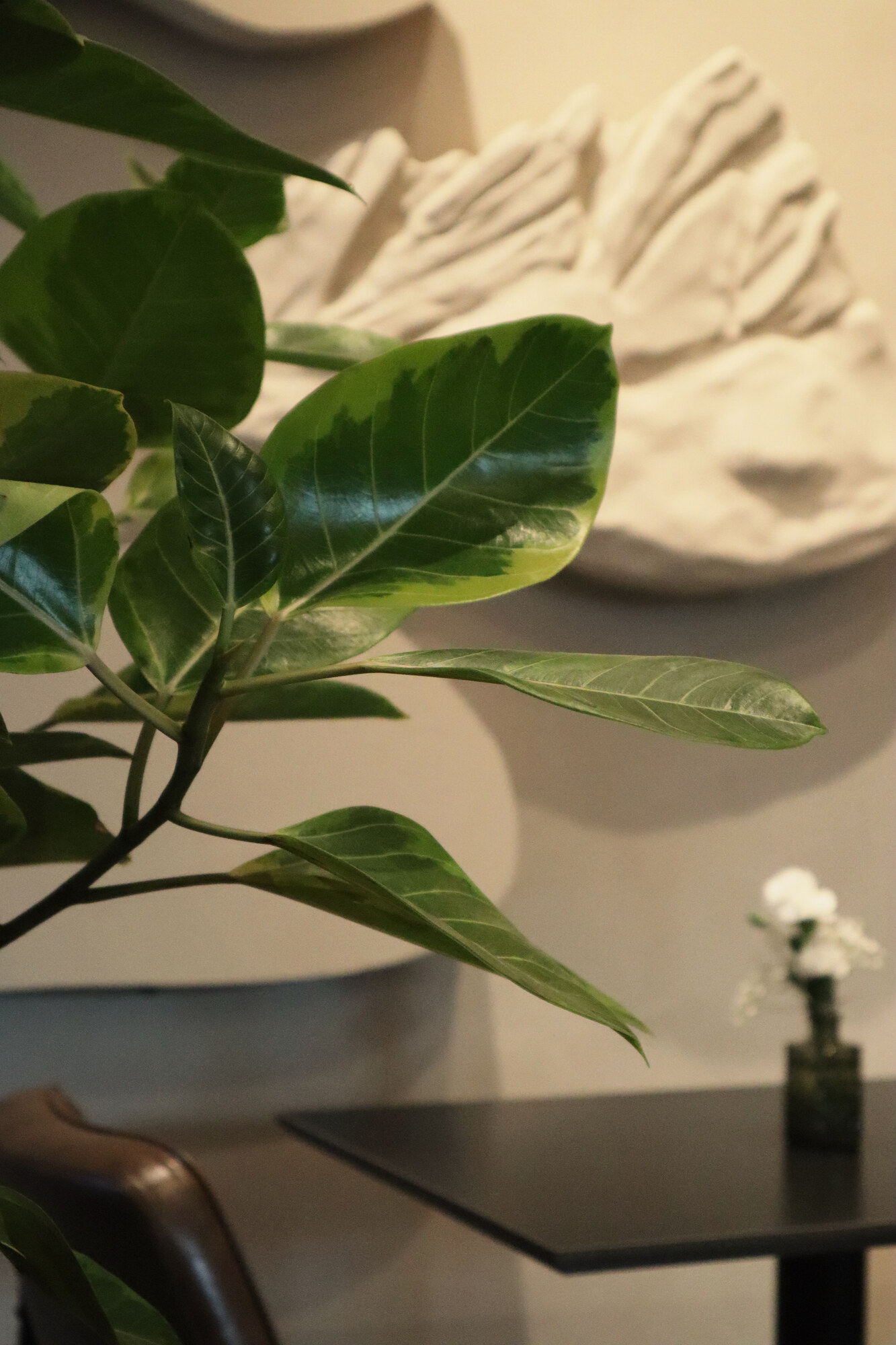 A leafy plant on a table against a white wall